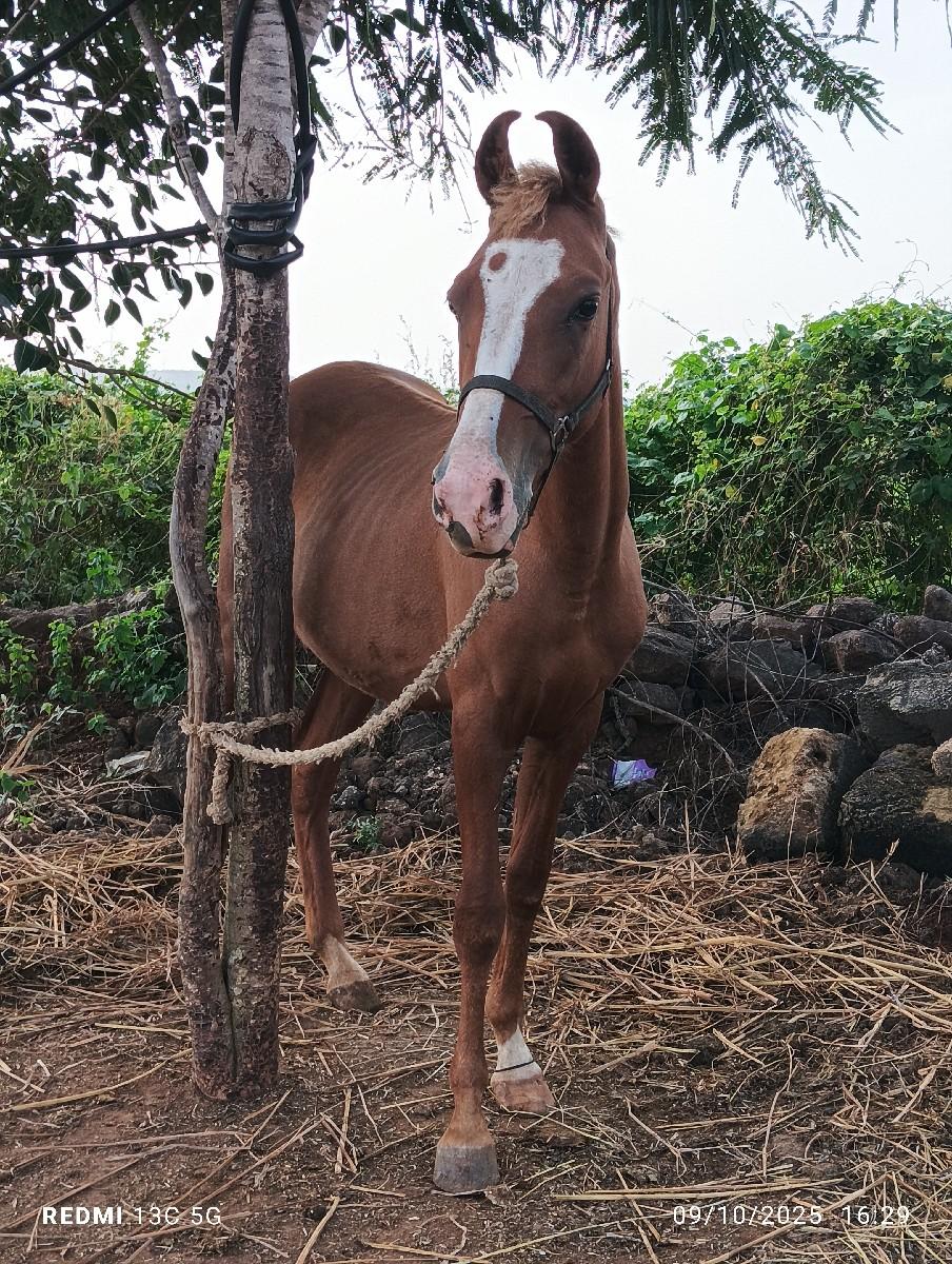 વસેરી વેચવાની છે