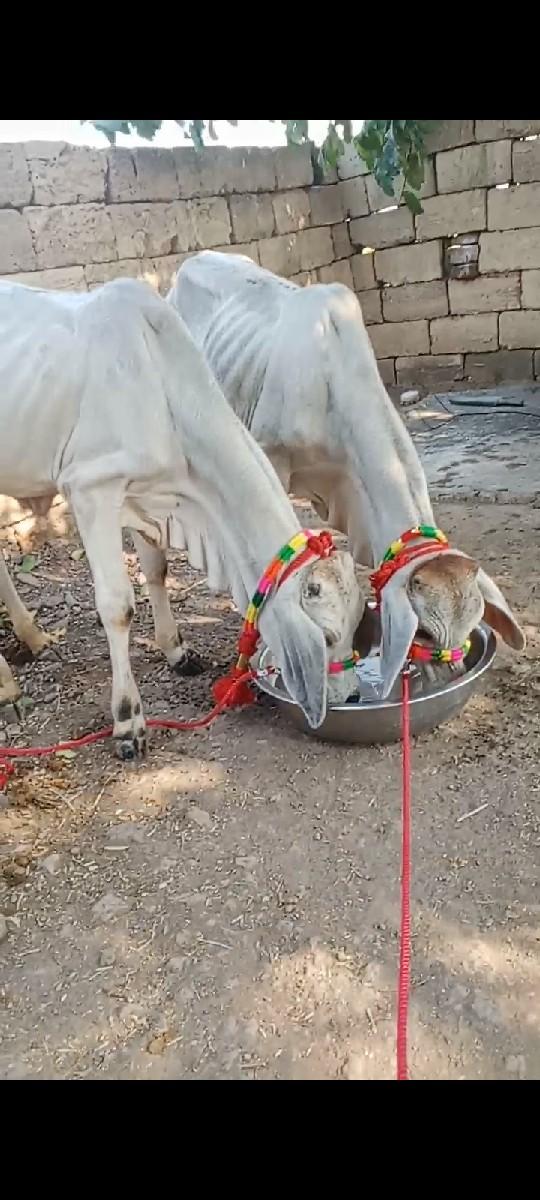 થંબનેલ 2