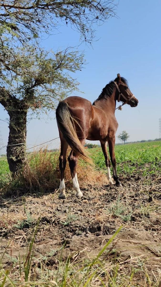 થંબનેલ 3