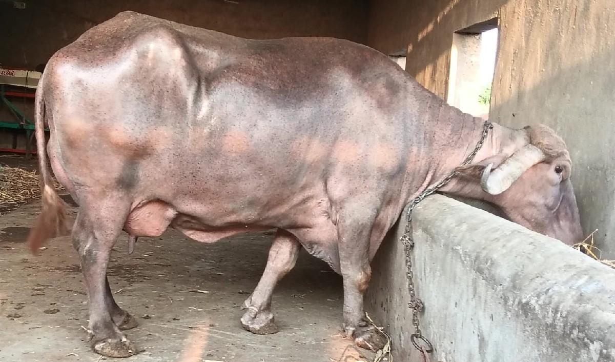 થંબનેલ 2