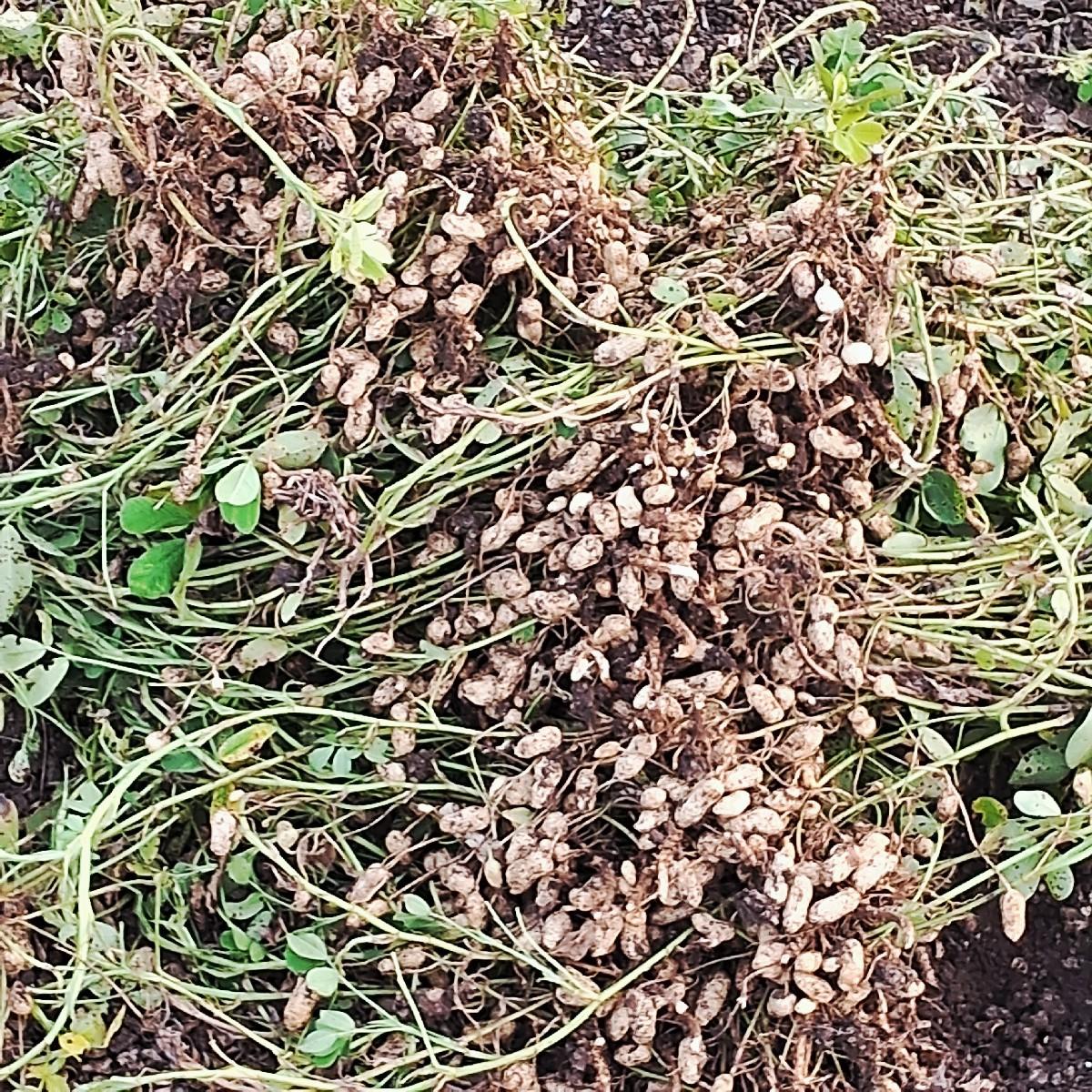 G 23 magfali vesvani se biyaran