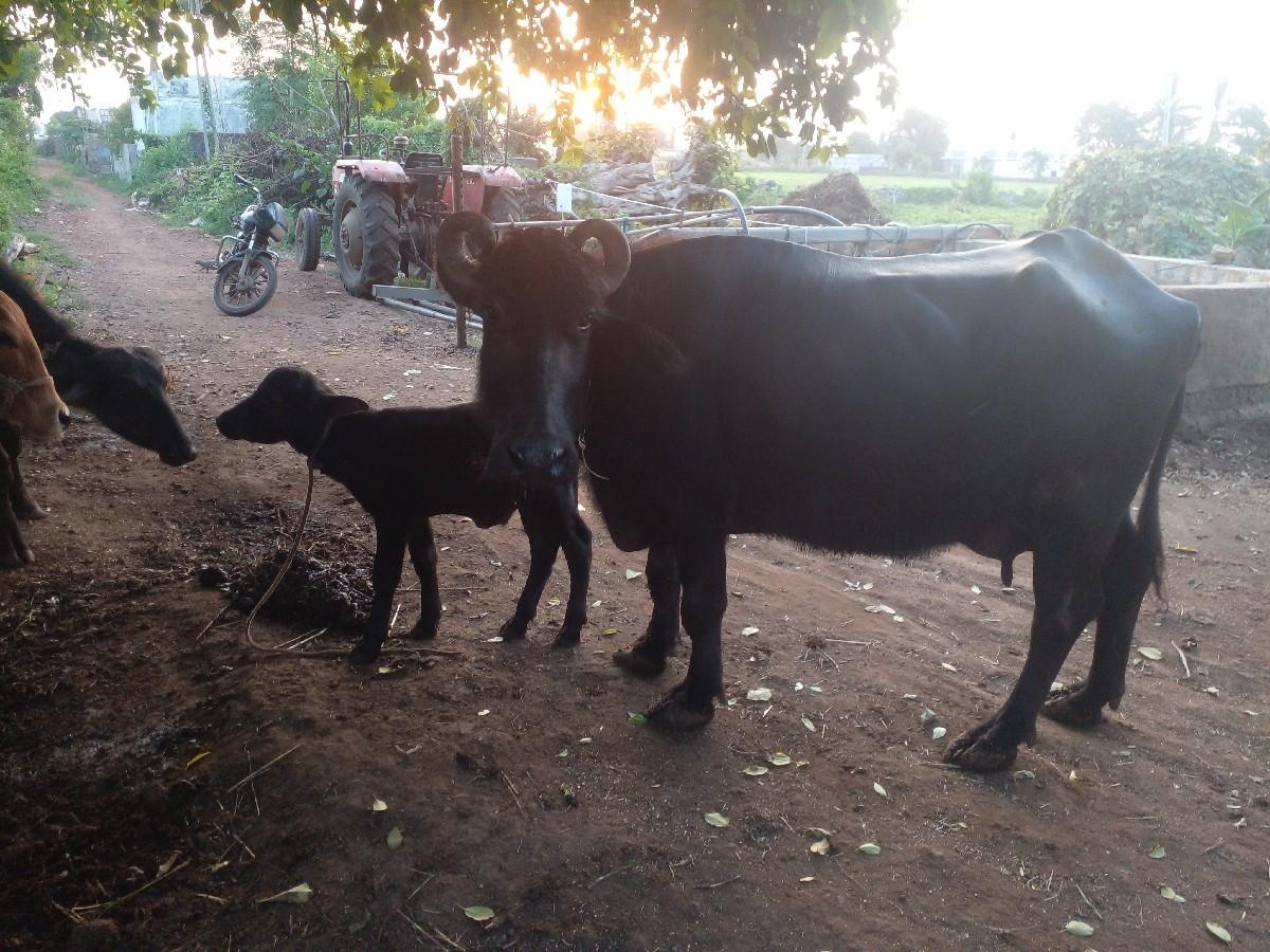 થંબનેલ 2