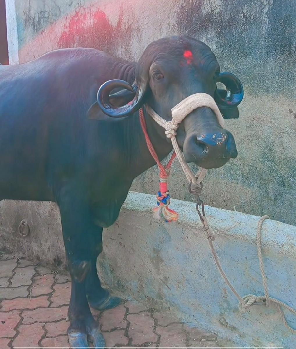 થંબનેલ 2