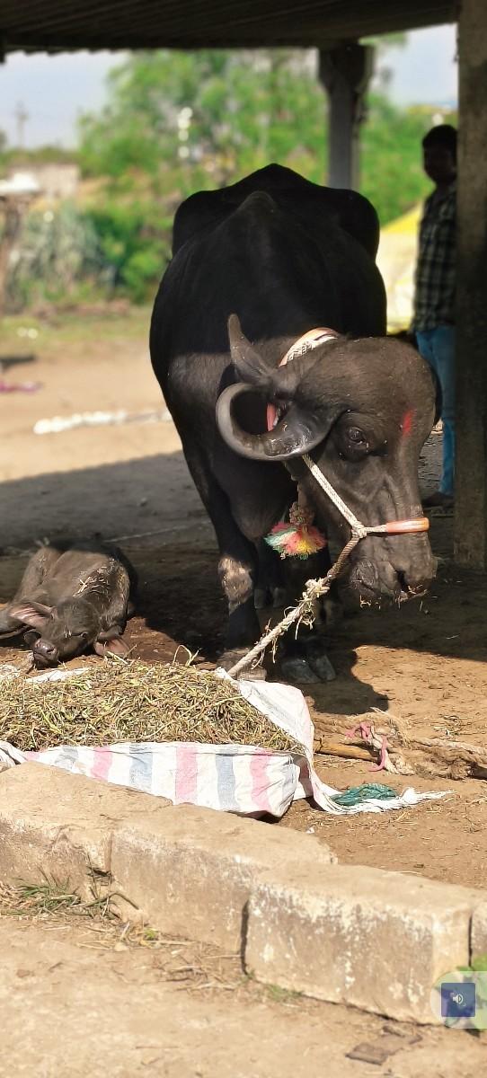 પડેલી વેચવાની છે