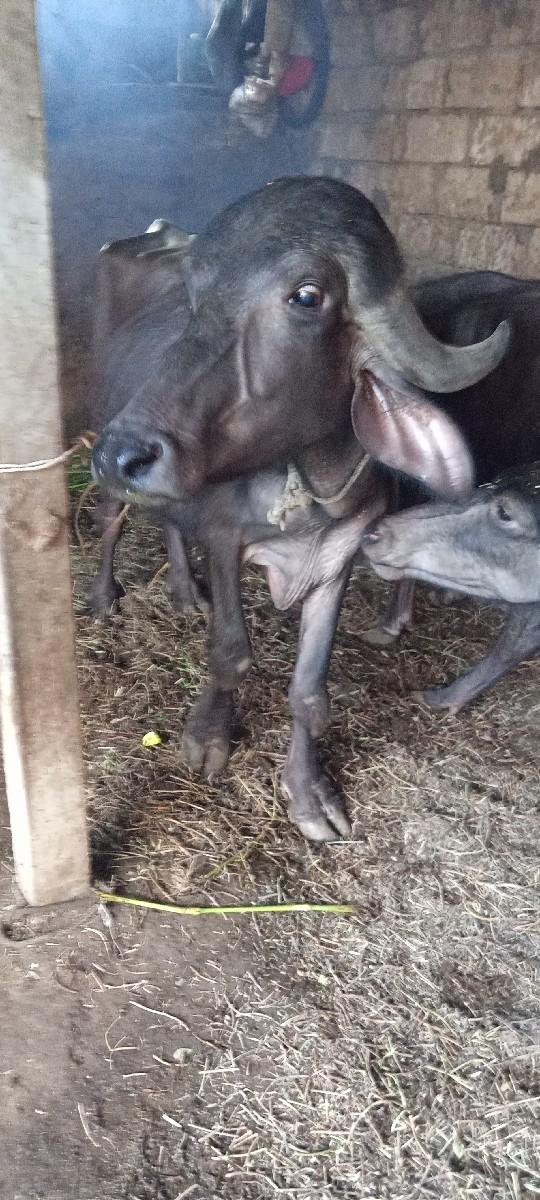 થંબનેલ 3