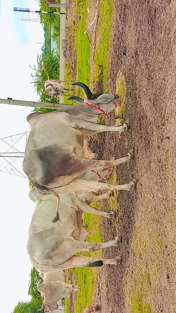 થંબનેલ 2