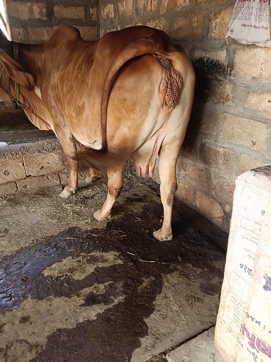 થંબનેલ 3