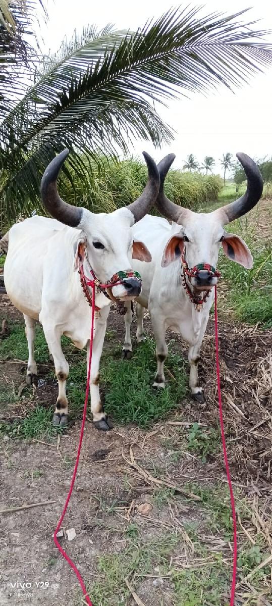 થંબનેલ 2