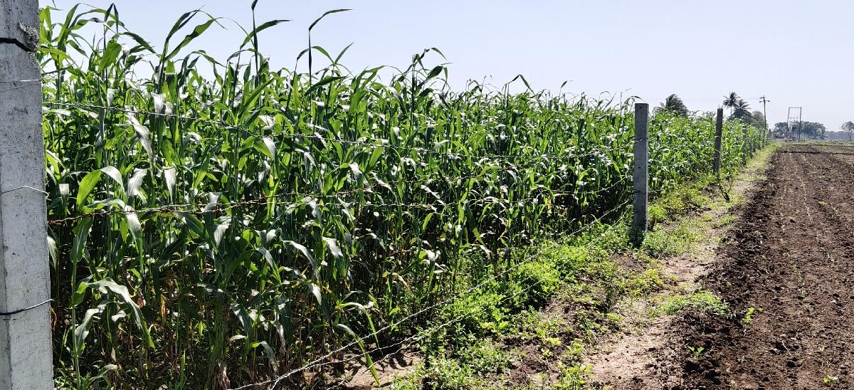 લીલી જુવાર વેચવાની છે