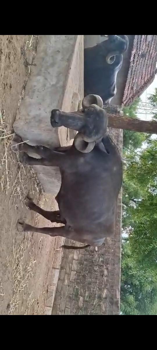 2 વેતર ની ખડાય