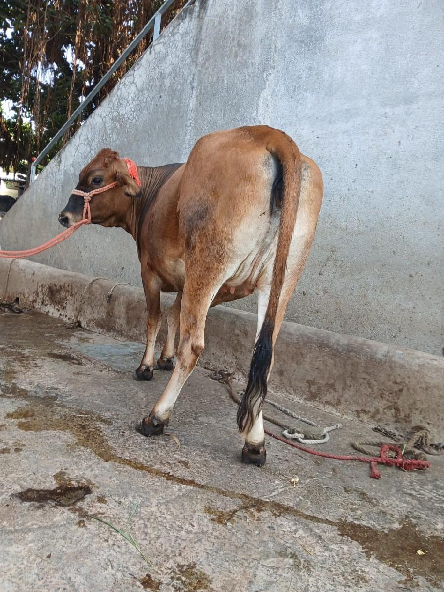 થંબનેલ 3