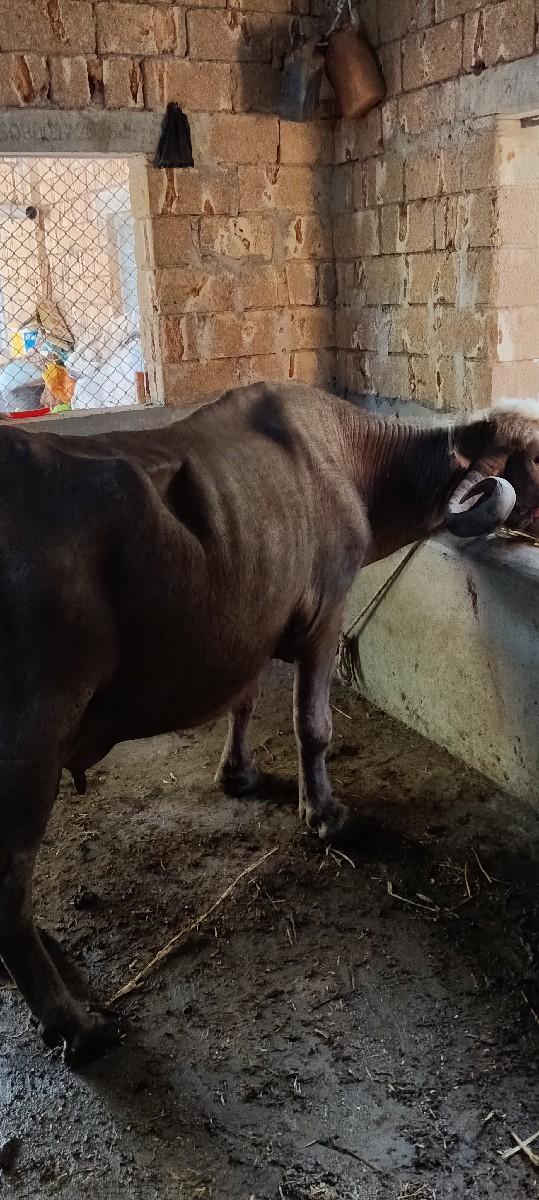 ભેંસ વેચવાની છે મોં 9737089865