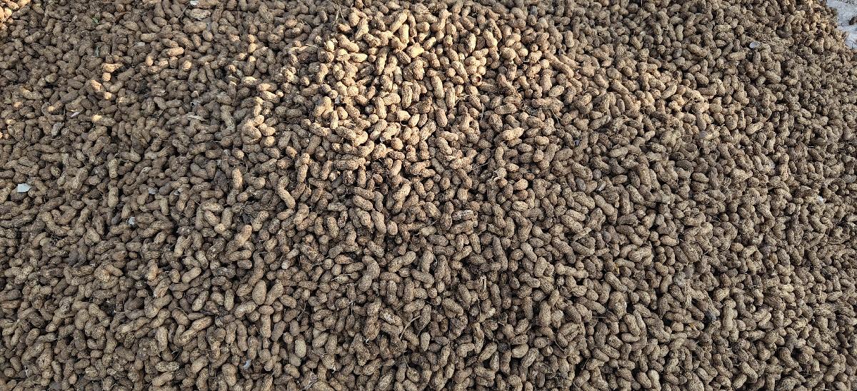 કે ૪૧ મગફળી