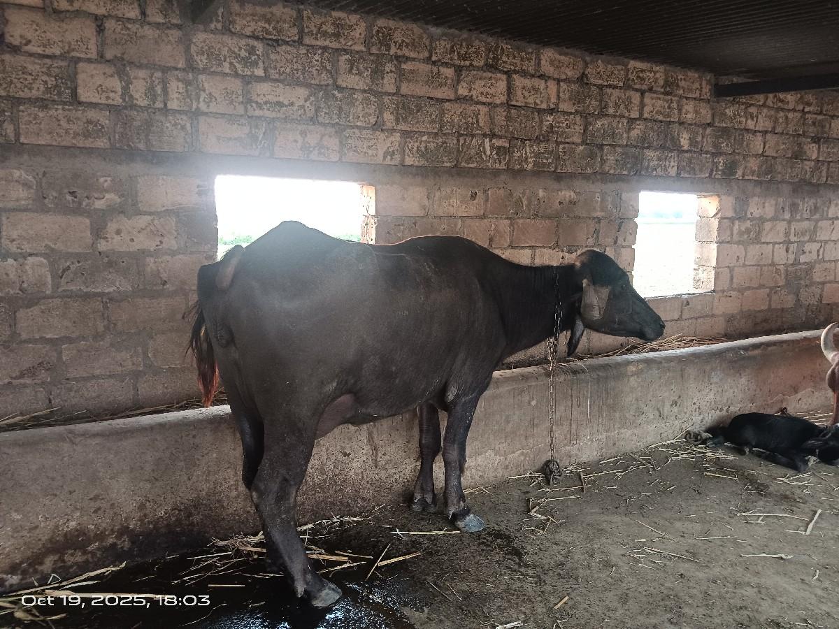 Bhensh vechvani chhe