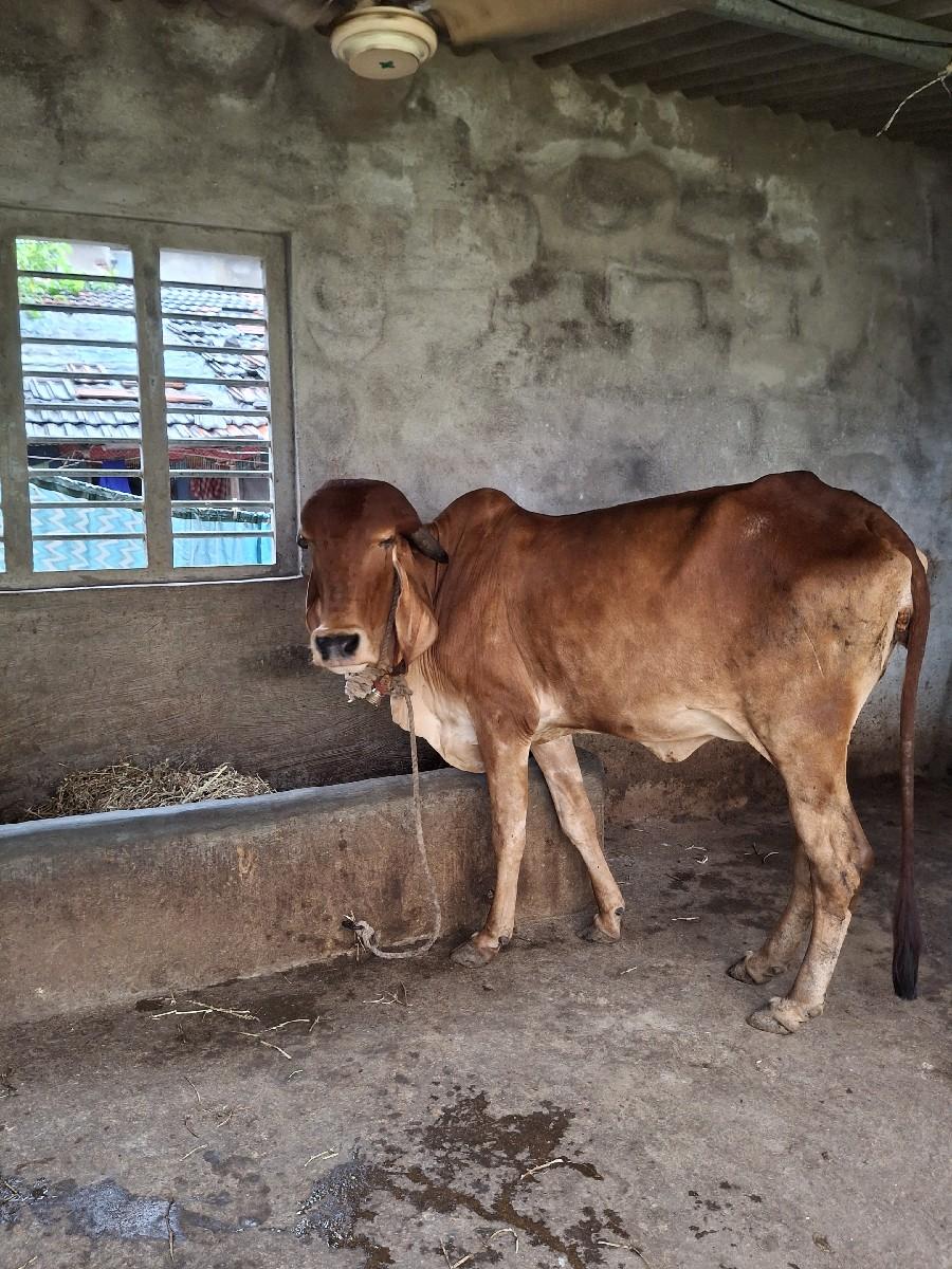 થંબનેલ 2