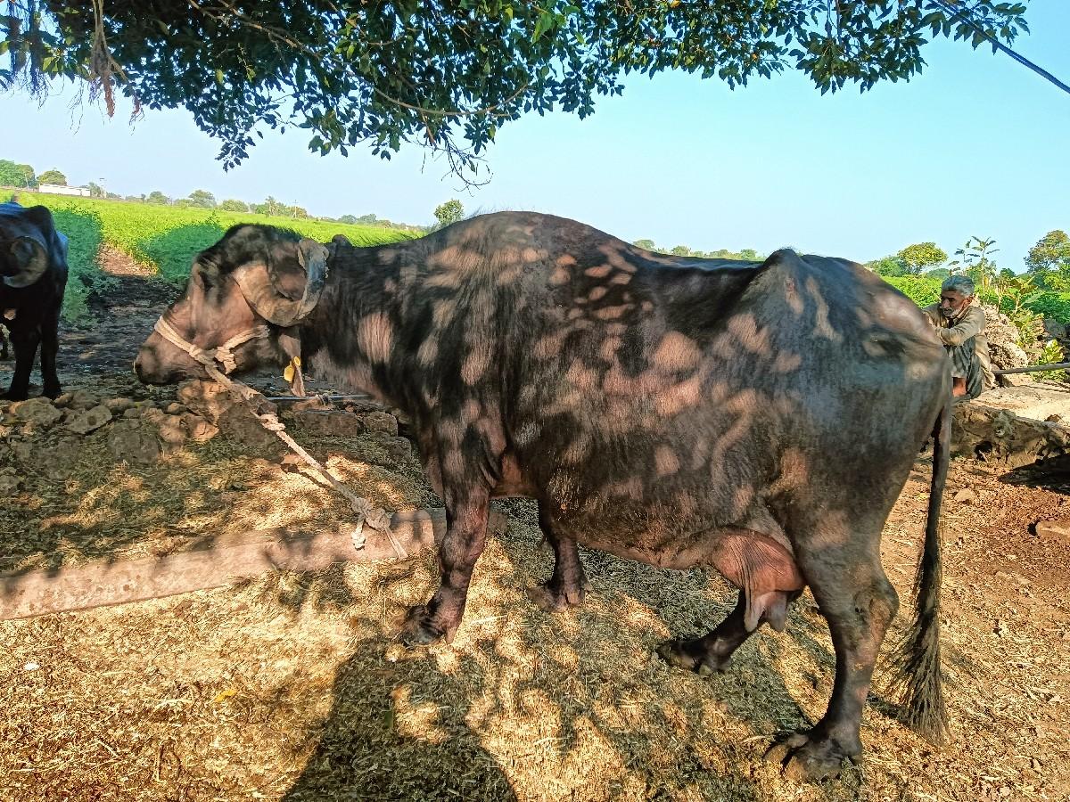 થંબનેલ 2