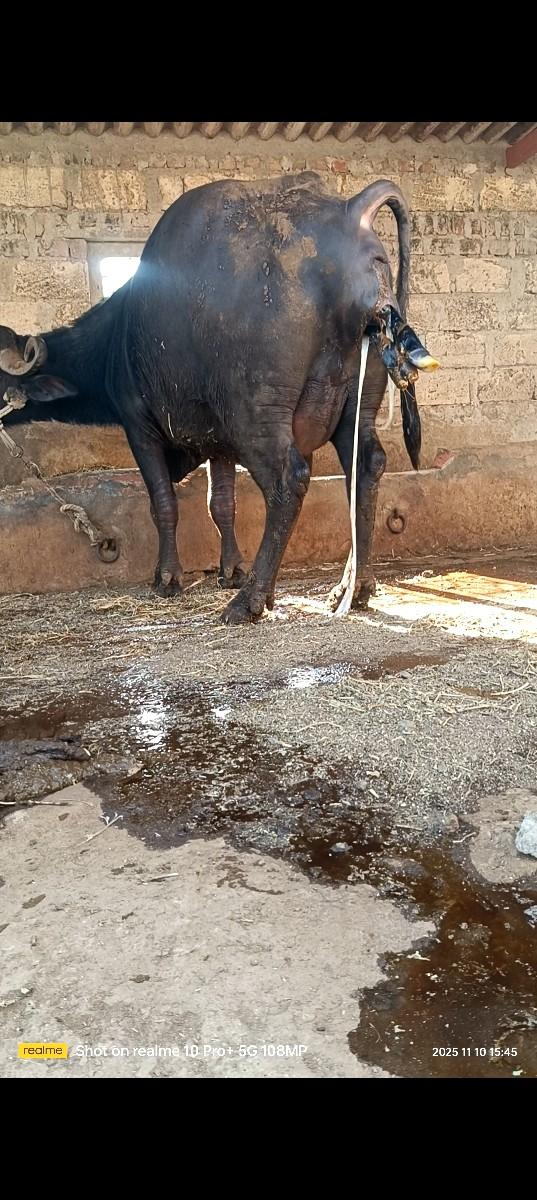 થંબનેલ 3