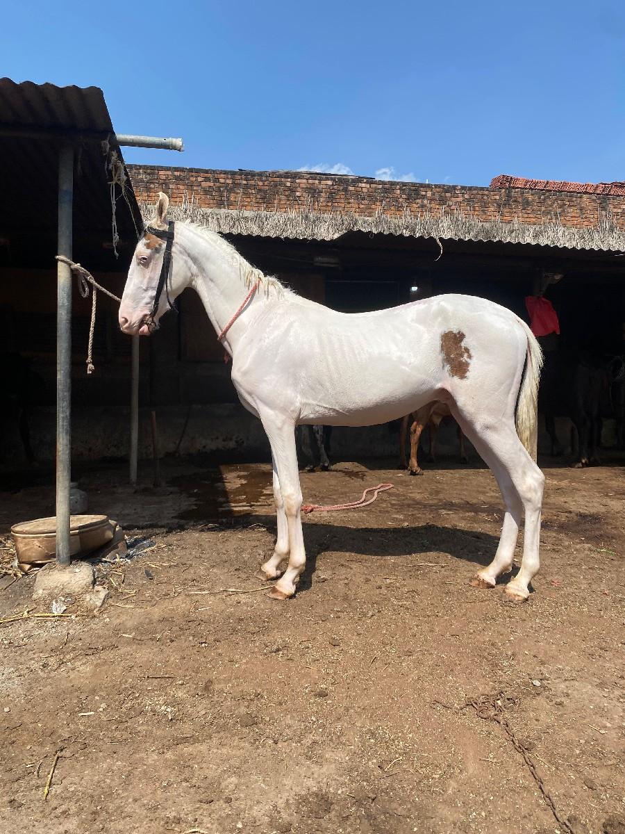 થંબનેલ 3