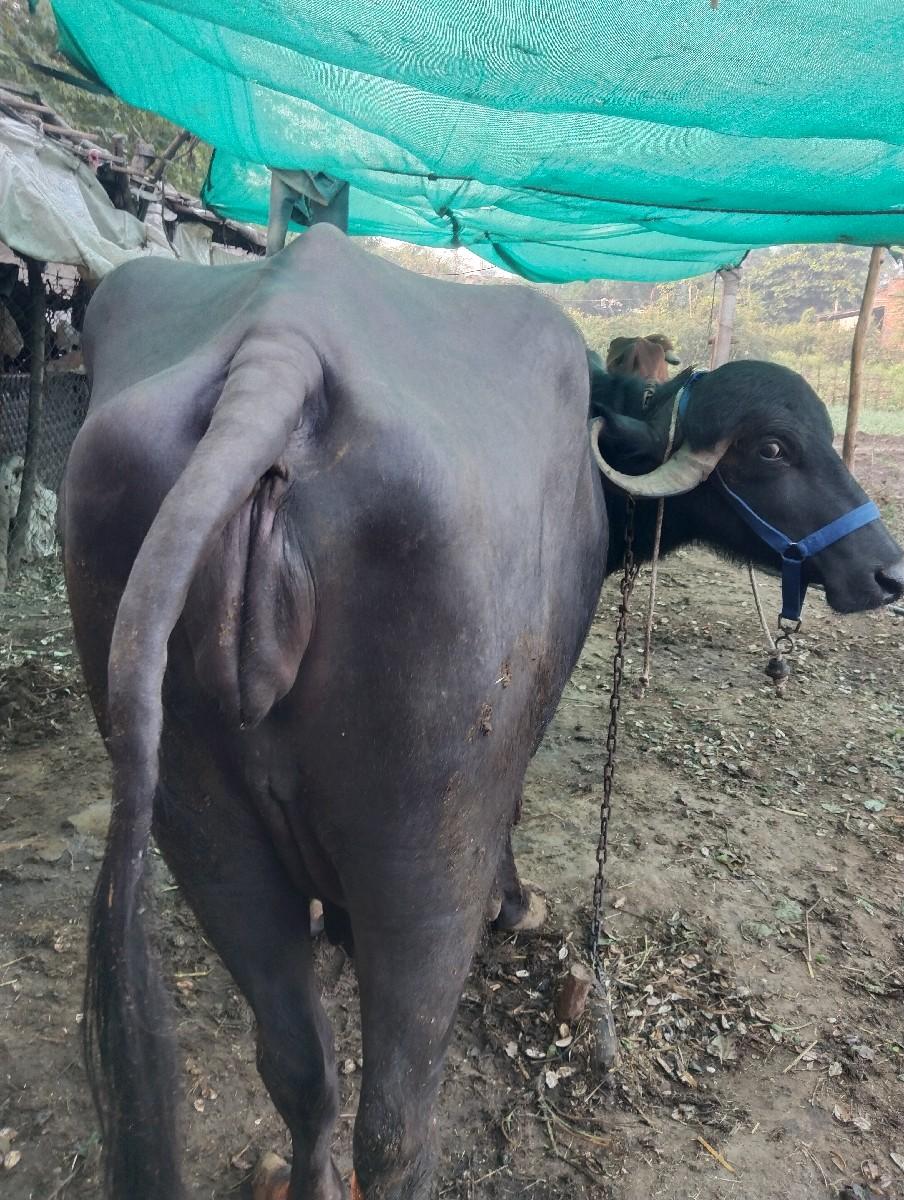 થંબનેલ 3