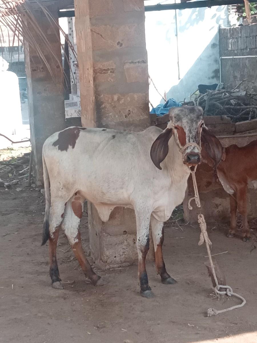 થંબનેલ 2