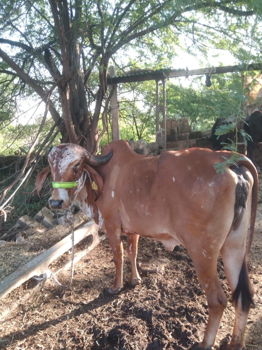 થંબનેલ 2