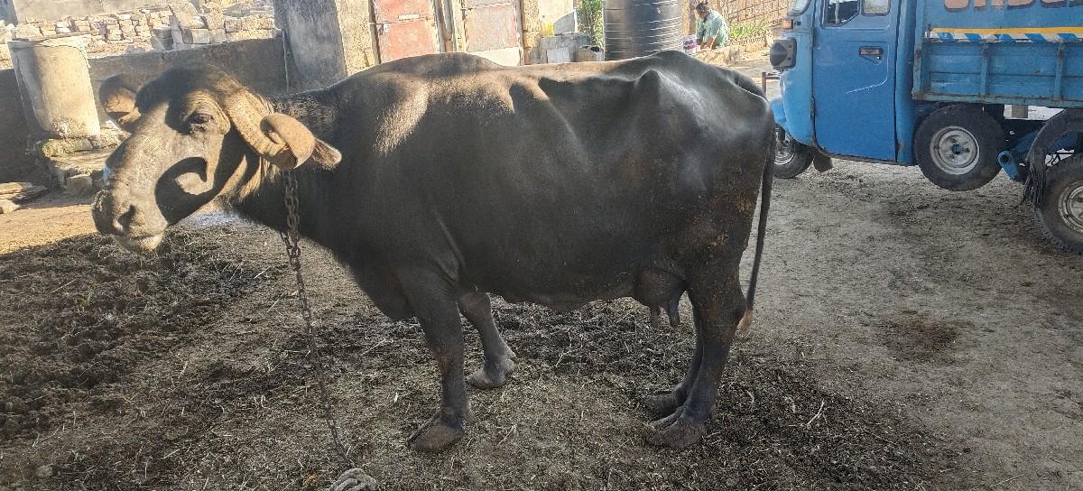 થંબનેલ 2