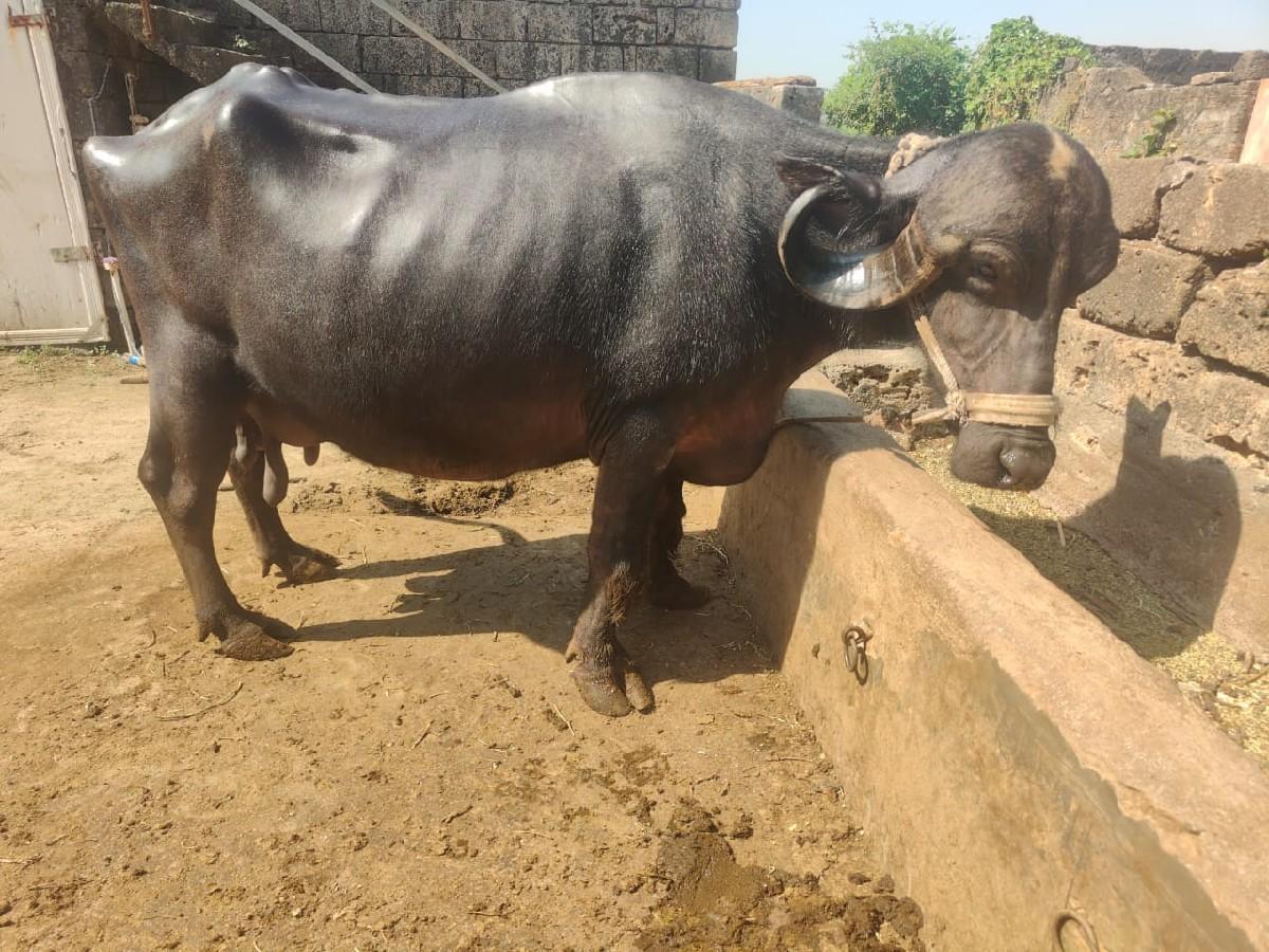 થંબનેલ 2