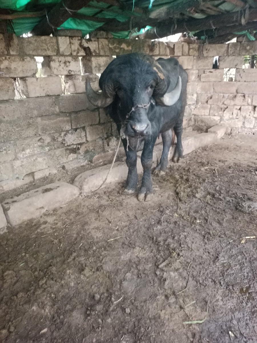 થંબનેલ 3