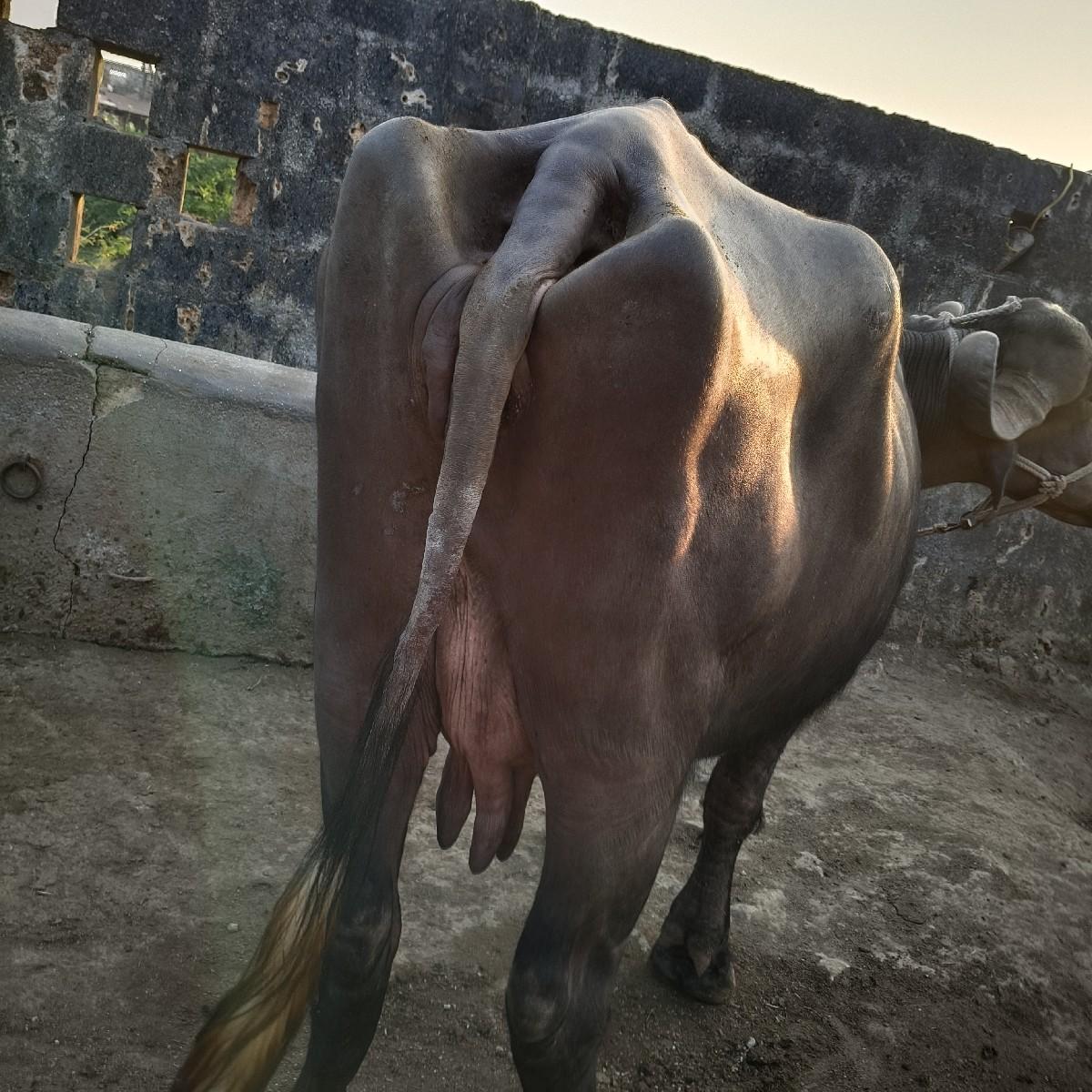 થંબનેલ 3