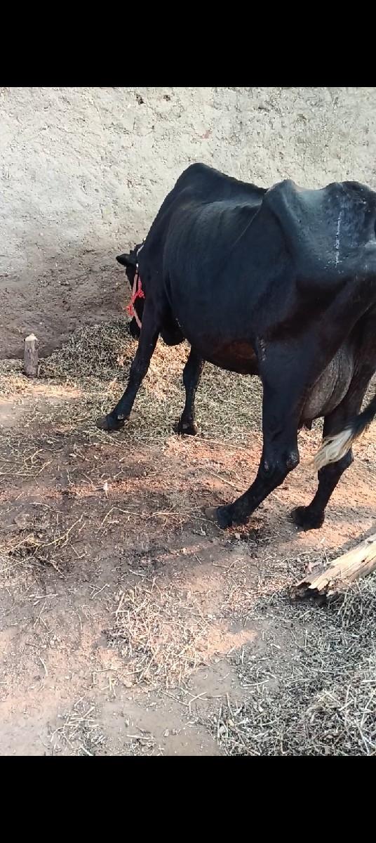 થંબનેલ 3