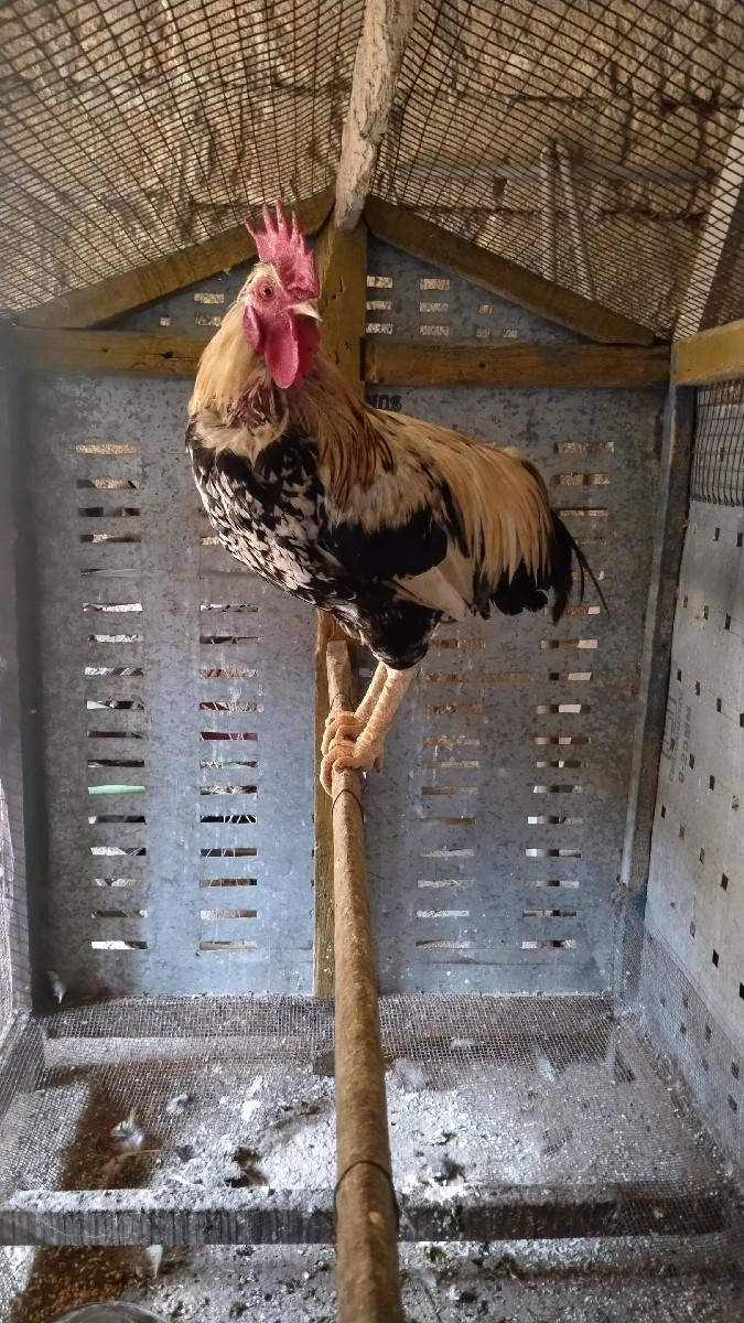 થંબનેલ 3