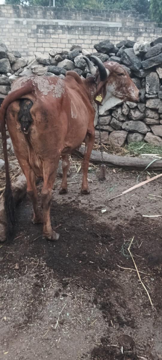 થંબનેલ 3