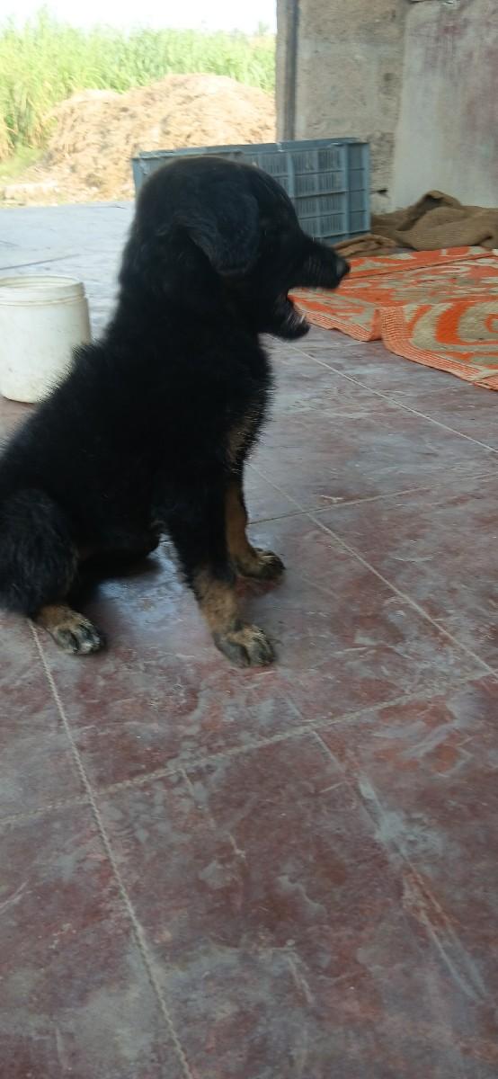 જર્મન ફીમેલ બચુ