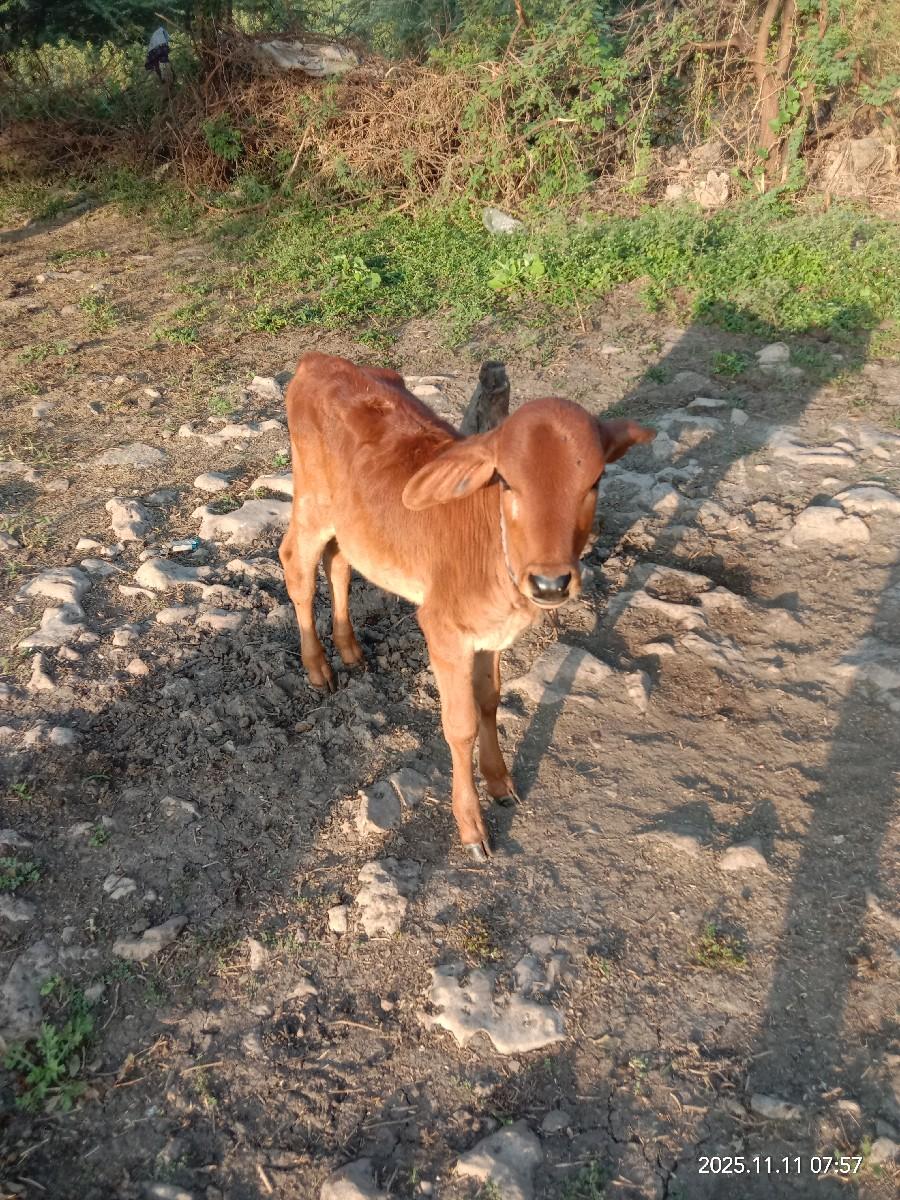 થંબનેલ 2