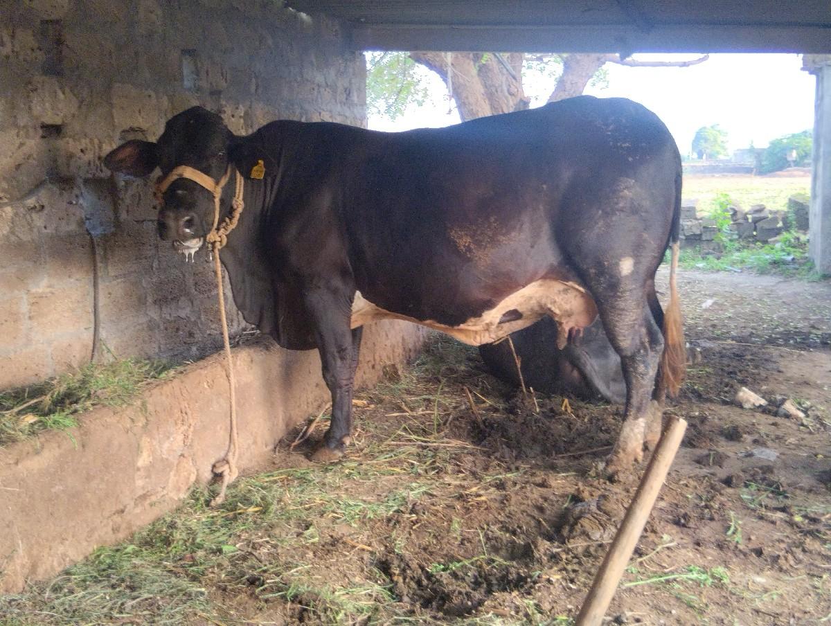 થંબનેલ 2