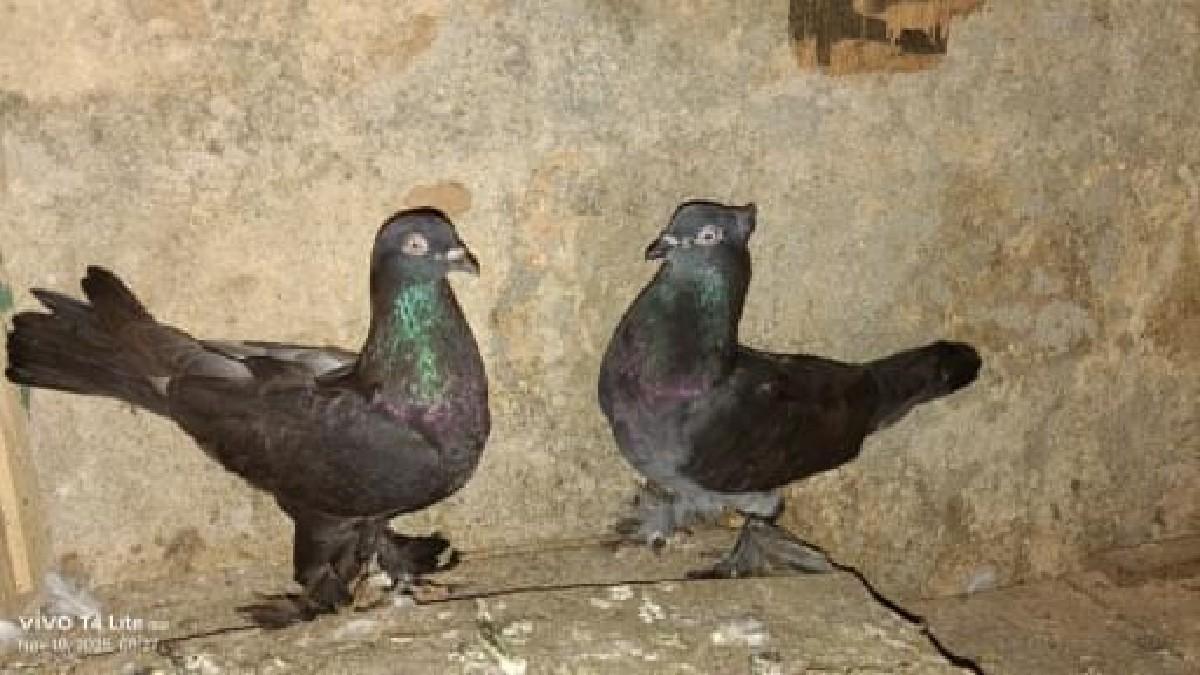 કબૂતર વેચવાના છે