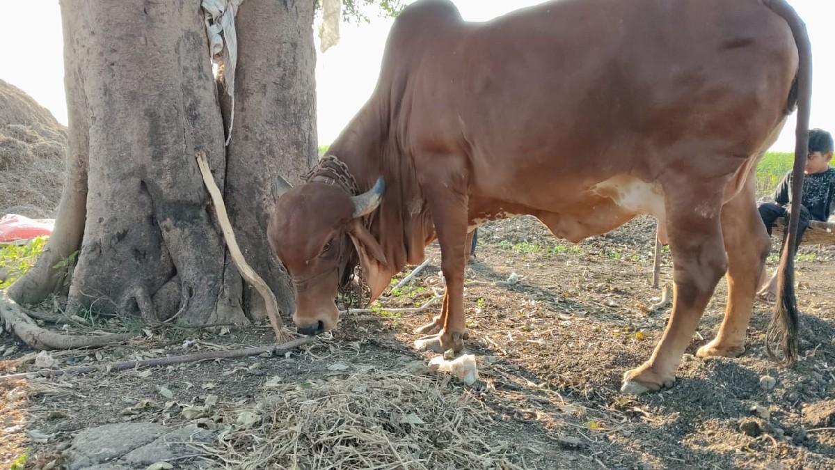 ગાય વેચવાની છે