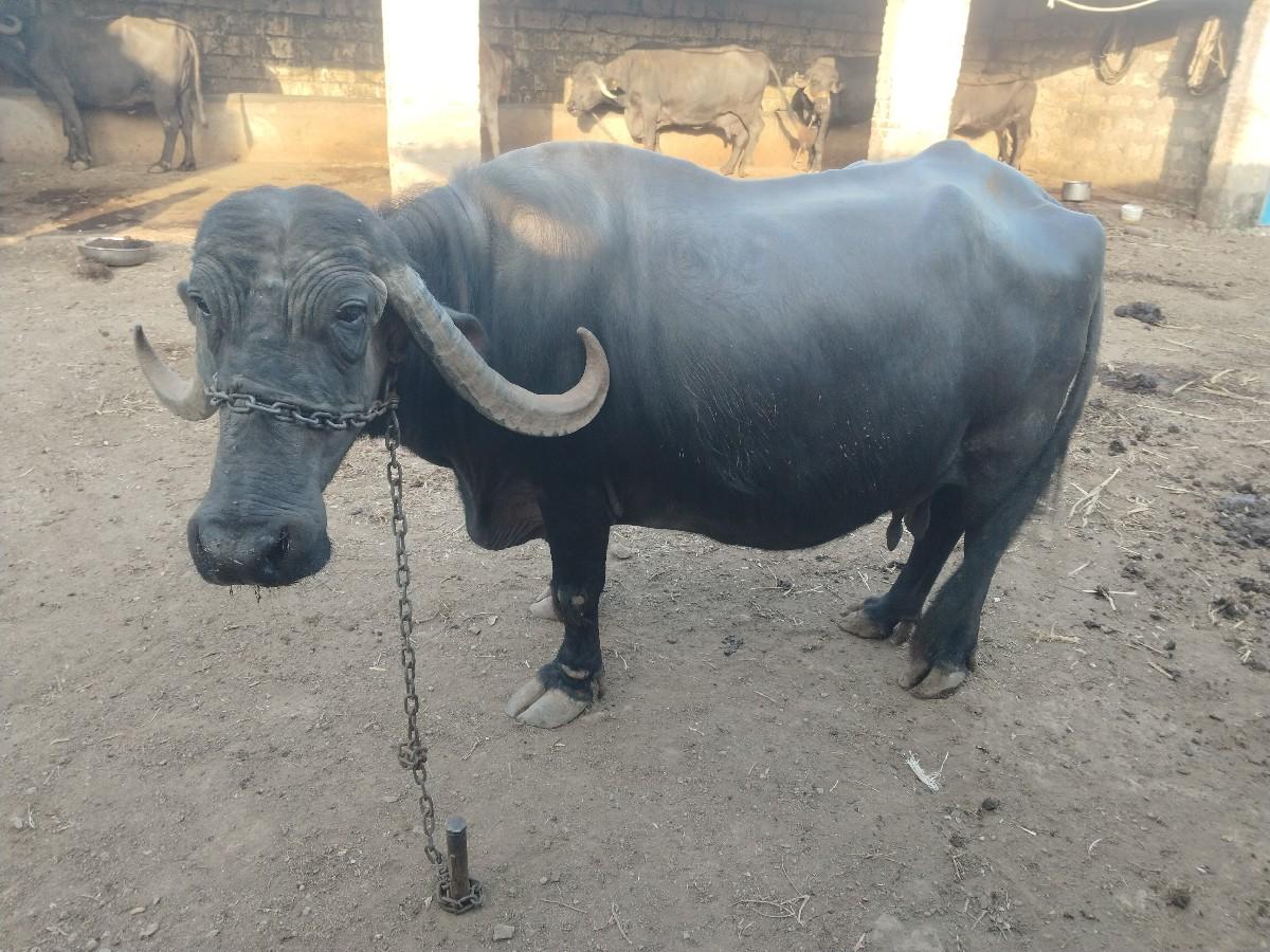 ભેંસ વેચવાની છે