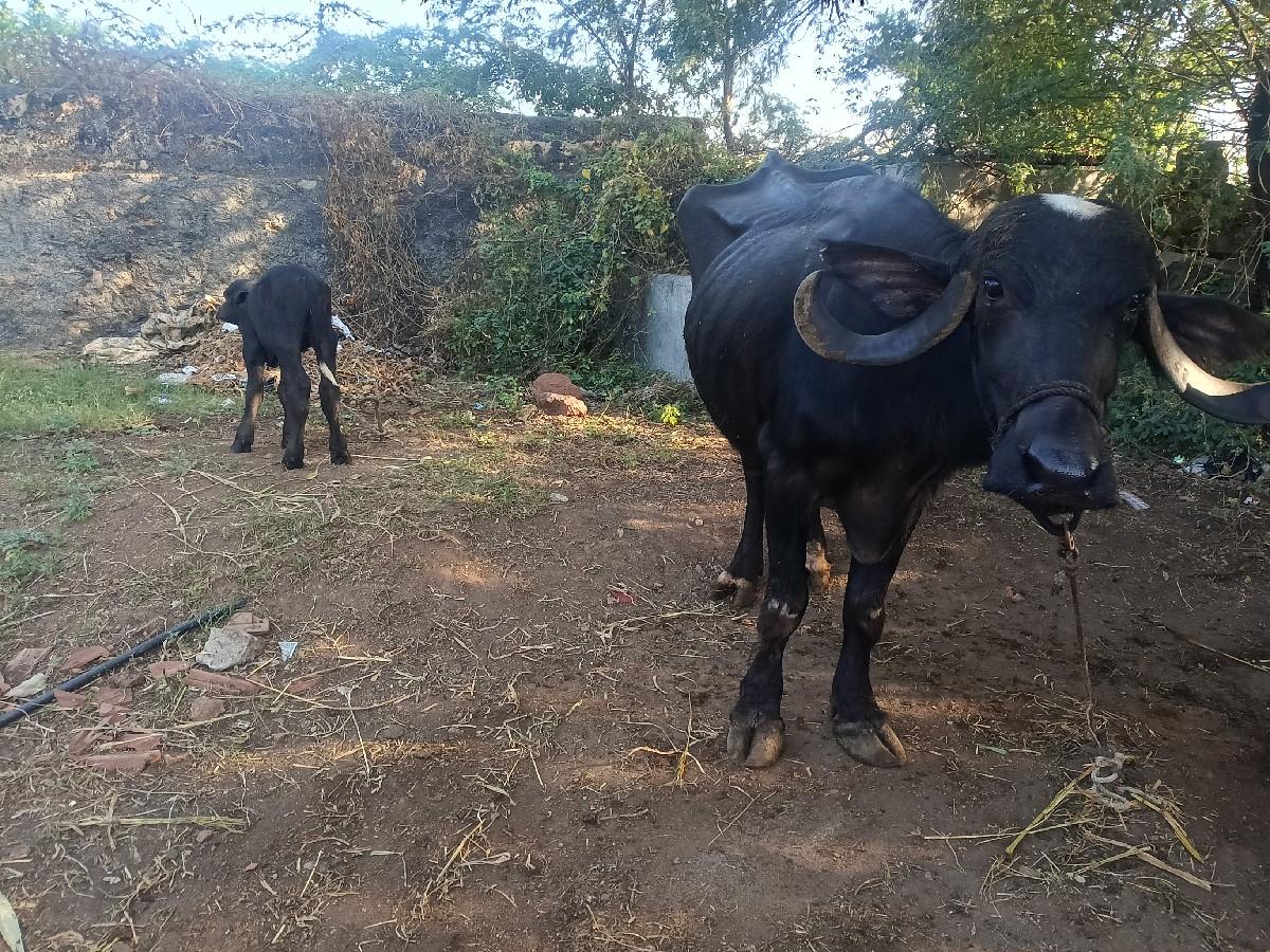 થંબનેલ 2