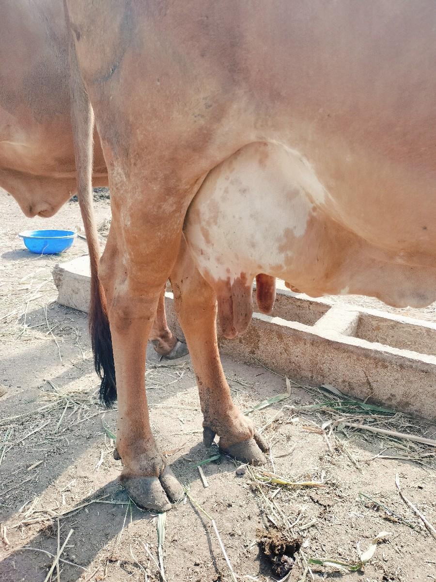 ગાય વેચવાની છે.