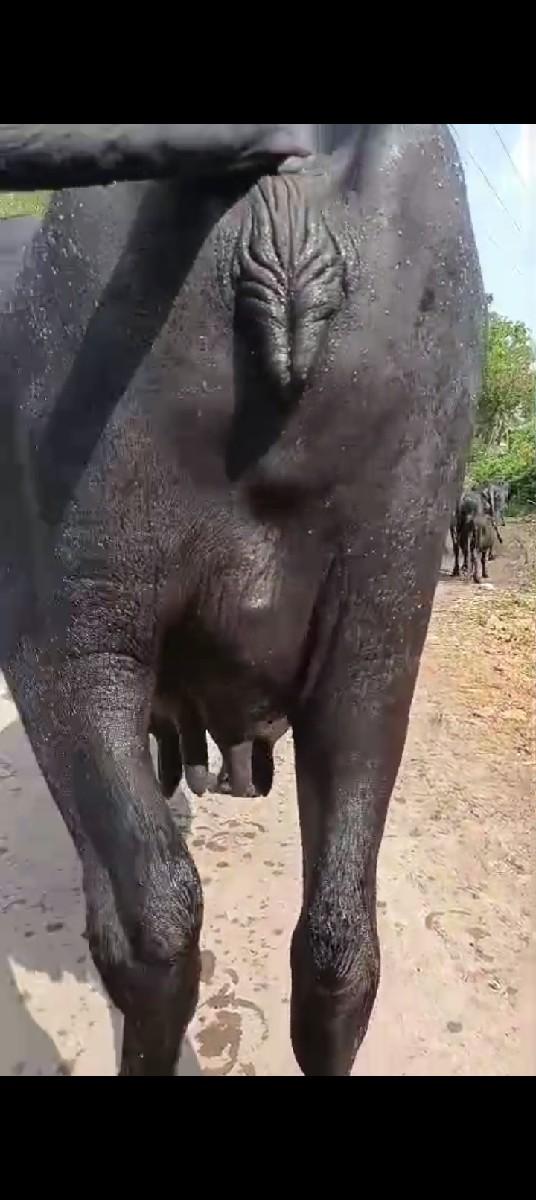 થંબનેલ 3