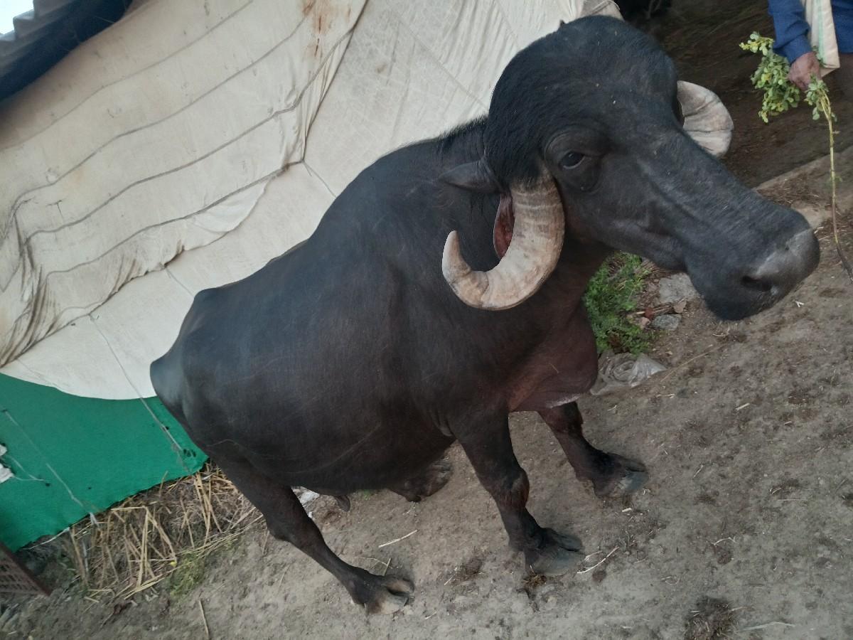 થંબનેલ 2