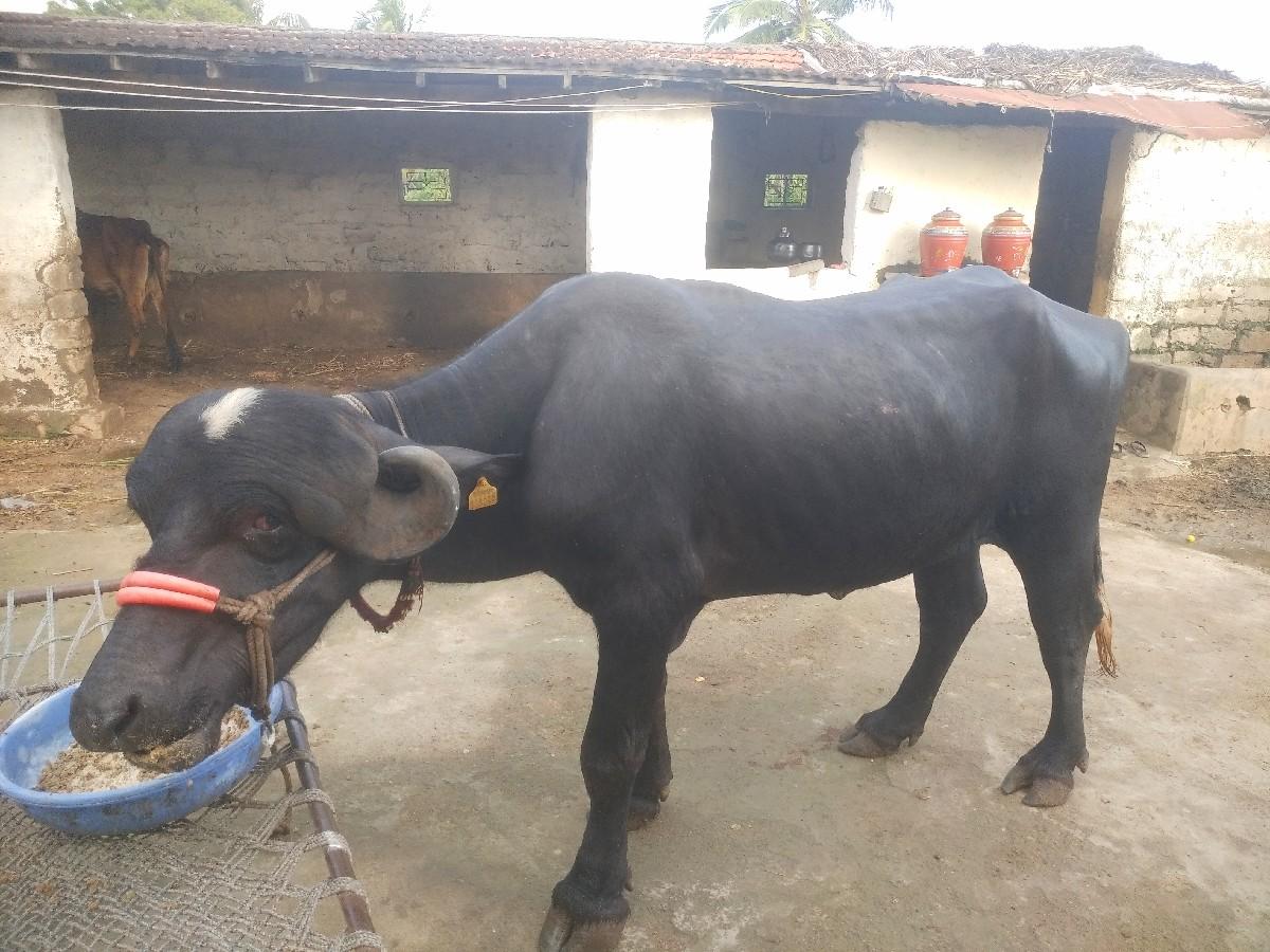 થંબનેલ 2