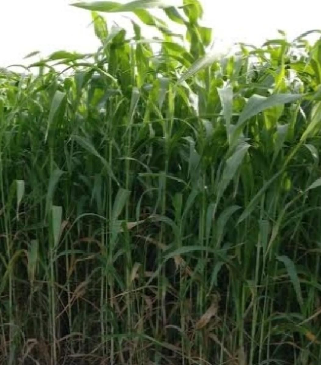 જુવાર નુ લીલુ