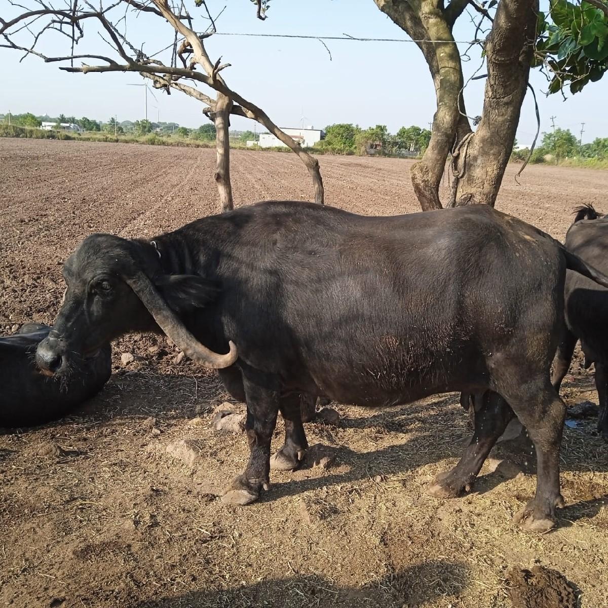 ભેંસ વેચવાની છે