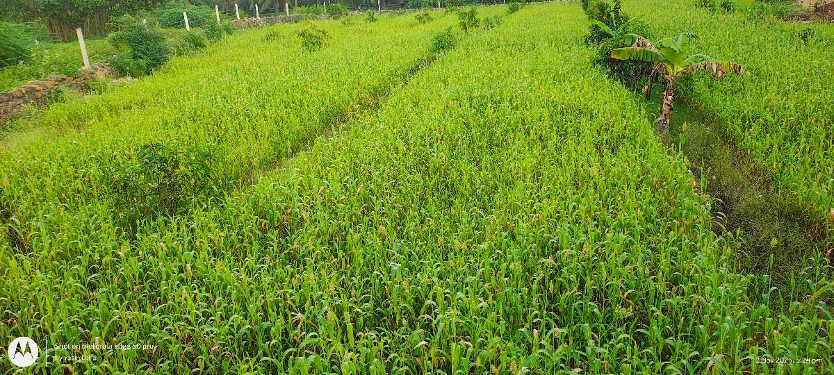 🌾 જુવાર લિલી વેચવાની છે 🌾