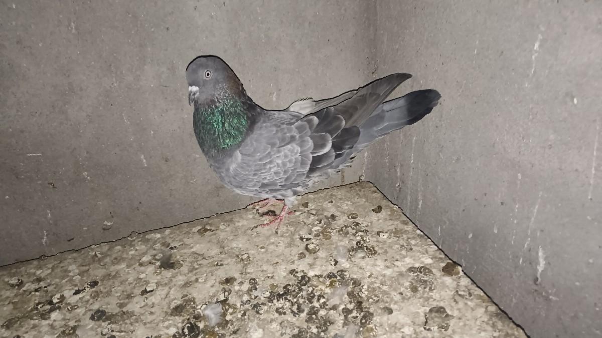 થંબનેલ 2