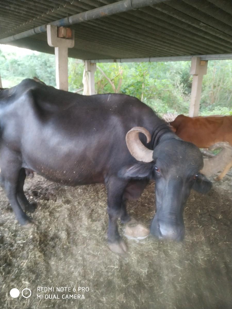 થંબનેલ 3