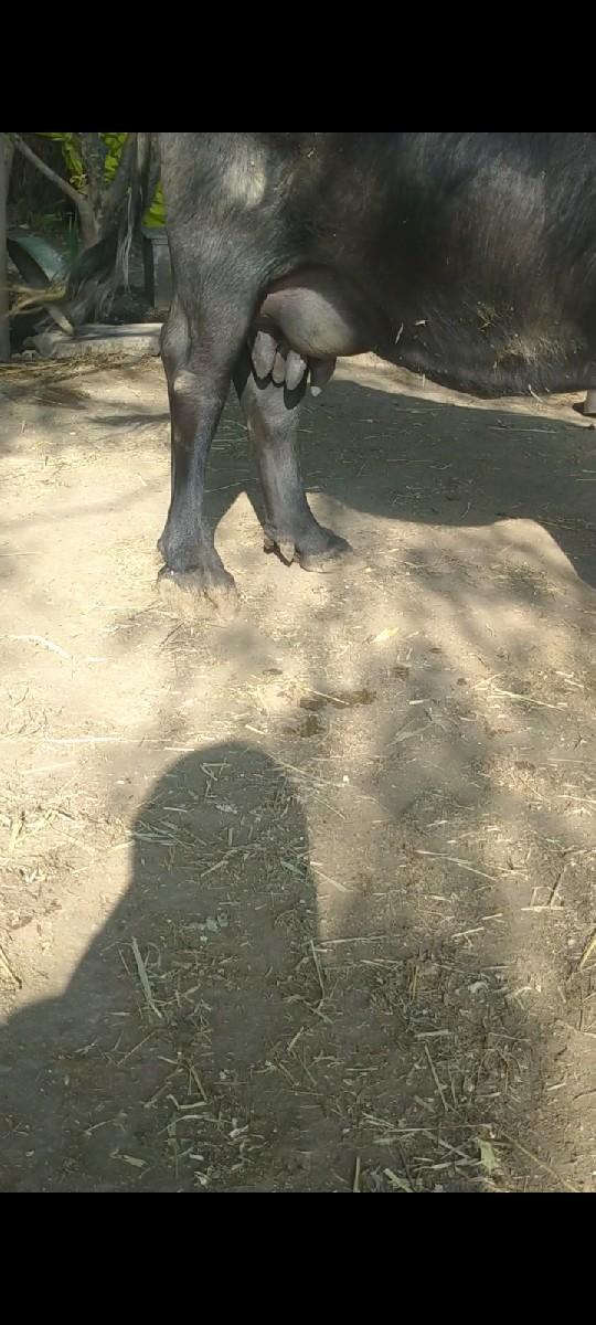 થંબનેલ 2