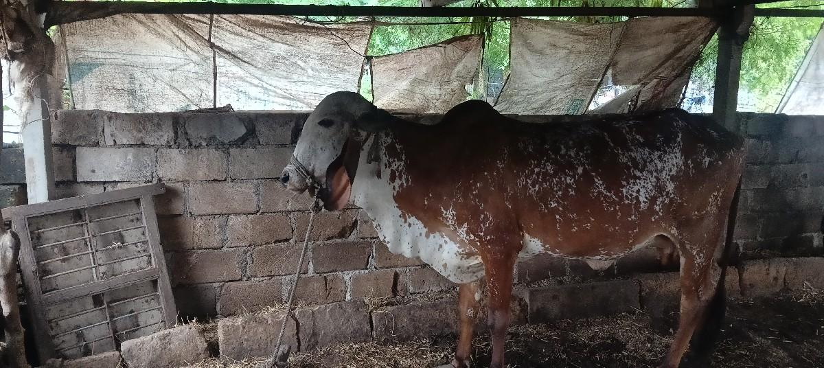 थंबनेल 3